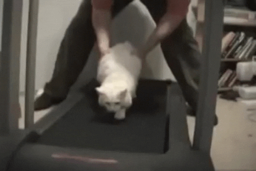 anh-dong-bo-tay-voi-dam-meo-luoi-bieng13