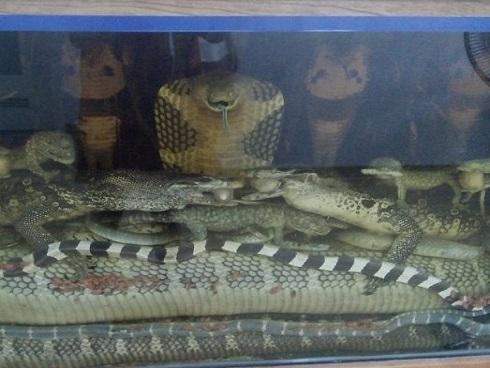 Rắn hổ mang chúa 45kg giá 10.000 USD ở Hà Nội