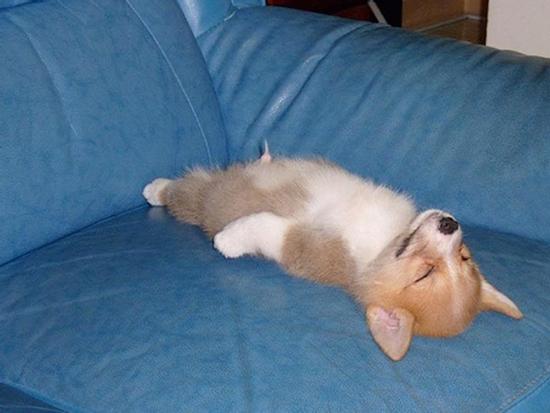 Clip hài: Bó tay với những chú chó... chả ai ngu bằng