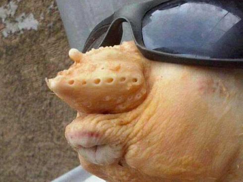 Hôn hôn cái... môn ấy