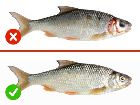 Mẹo nhìn con cá, biết ngay nó còn tươi hay đã ươn để ăn cho an toàn