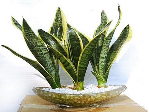 Top 3 loại cây cảnh nên đặt trong phòng ngủ để tăng vượng khí, tốt cho sức khỏe