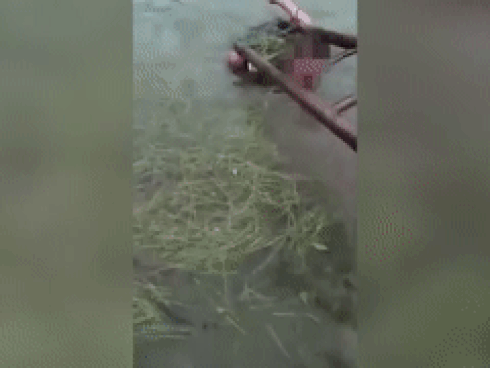 Cha trói con vào thang, dìm xuống nước để 'dạy dỗ' gây phẫn nộ