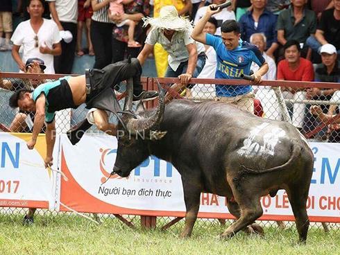 Tin nóng trong ngày 2/7: Sau vụ chủ bị trâu chọi húc tử vong, Hải Phòng dừng lễ hội Đồ Sơn