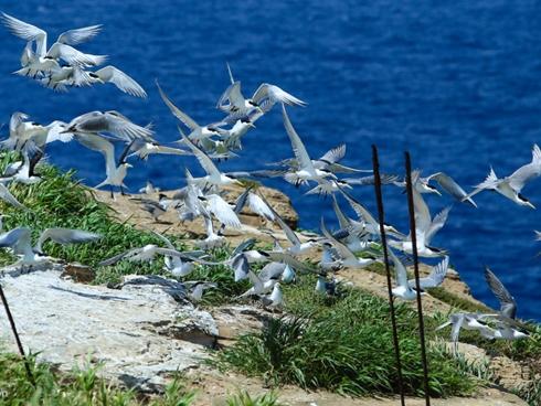 Mùa chim nhạn sinh nở ở khối đá khổng lồ trên Biển Đông