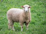 Du khách bị phạt hơn 1.000 USD vì trộm cừu làm BBQ