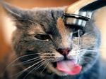 Clip hài: 'Phát rồ' với những chú mèo thích phá đám