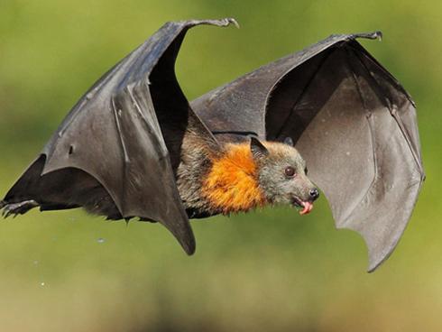 Nhà bạn sắp phát tài lớn và có hỷ sự nếu xuất hiện 3 hiện tượng này!