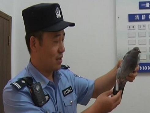 Bắt được chim bồ câu đưa thư với thông điệp bất ngờ