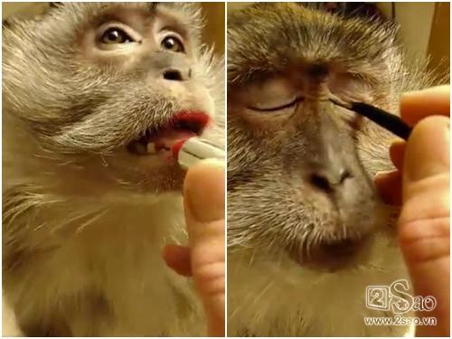 Clip hài: Chú khỉ 'học đòi' trang điểm làm đẹp như người
