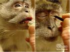 Clip hài: Chú khỉ 'học đòi' trang điểm làm đẹp như người