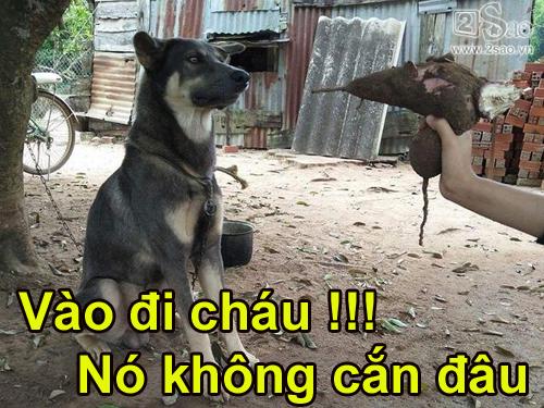 'Bi hài' với câu chuyện bị chó cắn mông của cô gái lần đầu tiên về nhà chồng