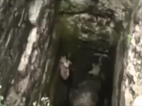 Nghẹt thở xem cảnh giải cứu sư tử mắc kẹt ở giếng sâu 25 mét