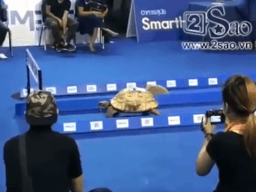 Câu truyện cổ tích 'huyền thoại' Thỏ và Rùa là có thật