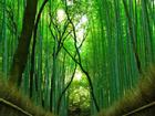 Rừng tre hàng triệu cây thẳng tắp ở Nhật Bản