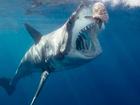 Vì sao cá mập trắng hay đớp người lướt sóng?