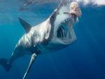 Vì sao cá mập trắng hay đớp người lướt sóng?