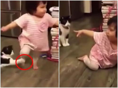 Clip Hài: Đã tìm ra chú mèo 'xấu tính' nhất trên thế giới