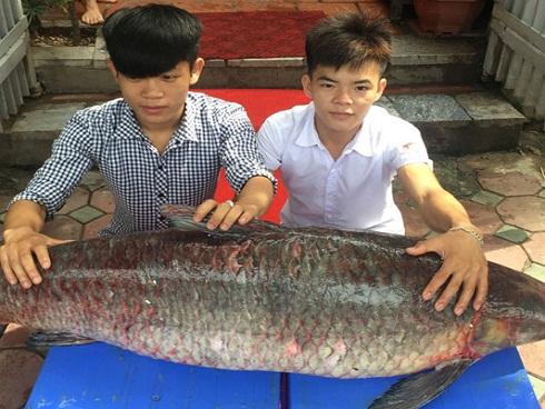 Cận cảnh cá trắm đen 'khủng' hơn nửa tạ ở hồ Thác Bà
