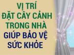 Vị trí đặt cây cảnh giúp làm sạch không khí trong nhà