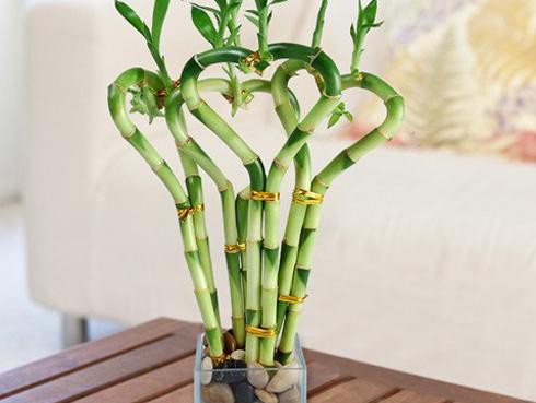 Kiếm vật này để trong nhà chẳng lo kẻ thứ ba, làm ăn tiền đếm mỏi tay không hết