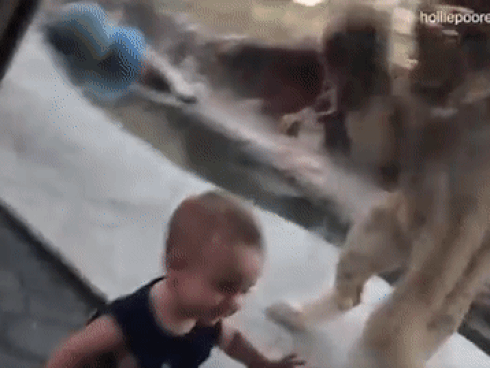 Bé trai 9 tháng 'đối mặt' sư tử vẫn cười hồn nhiên