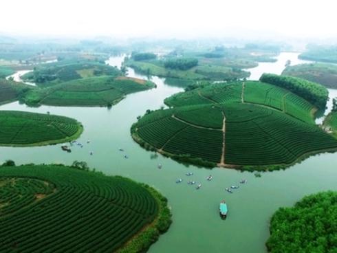 Đi trốn nóng ở ốc đảo chè đẹp mê hồn xứ Nghệ