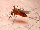 5 lý do khiến bạn luôn thu hút sự tấn công của muỗi