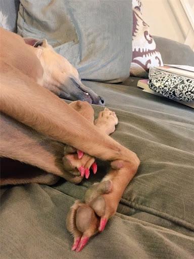 Không nhịn được cười với những ý tưởng 'bá đạo' của lũ trẻ-2