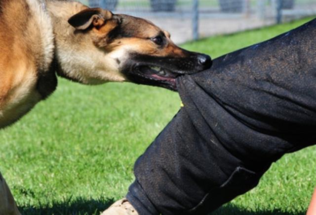 Hải Dương: Sang nhà hàng xóm xin chuối, bị chó cắn trúng cổ tử vong-1