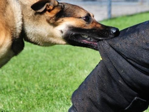 Xót xa bé 3 tuổi bị chó nhà cắn xé dữ dội khi chơi đùa, mất mũi và rách mặt-3