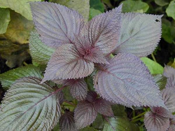 Với 2 ngàn đồng có ngay 2 cách trị mụn thịt quanh mắt 'một đi không trở lại'-2