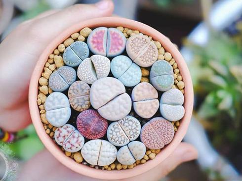 Tử vi thứ 2 ngày 31/7/2017 của 12 cung hoàng đạo