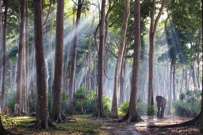 Trái đất kỳ vĩ: từ rừng bướm tới cầu sang đường cho thú hoang-2