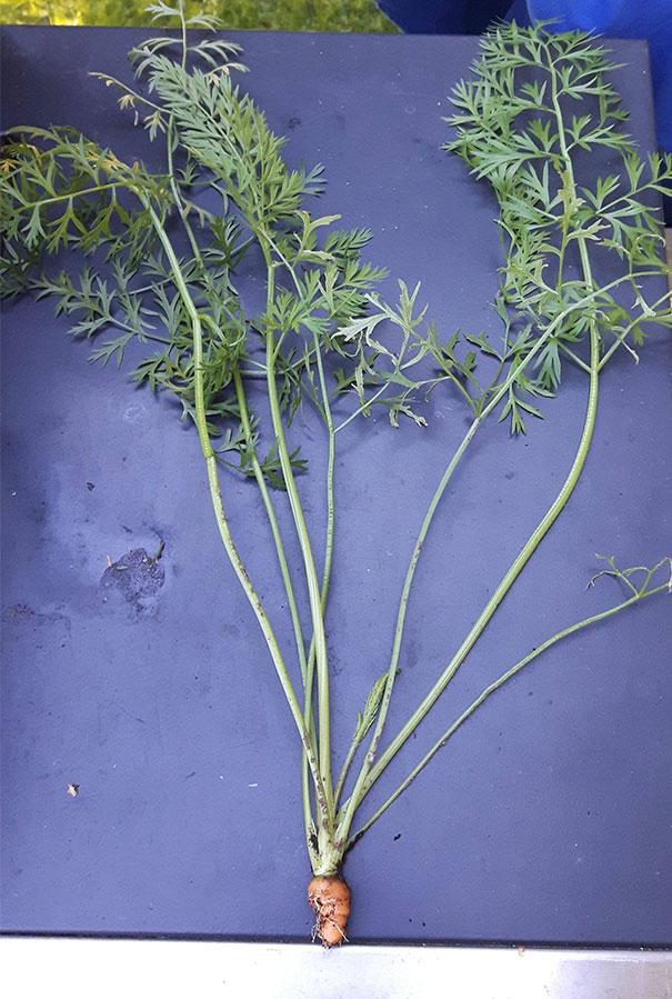 Cười 'té ghế' với những món ăn thất bại ngoài sức tưởng tượng-1