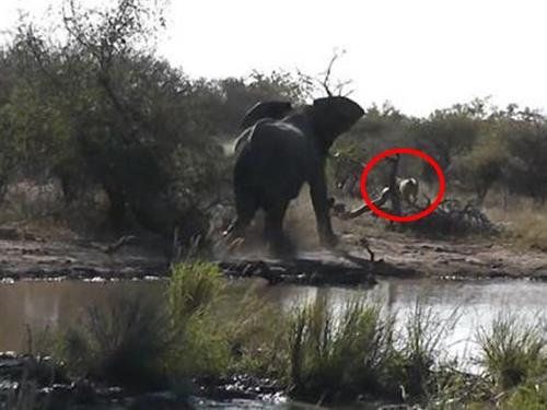 Voi con một mình xua 2 sư tử chạy 'sấp mặt'