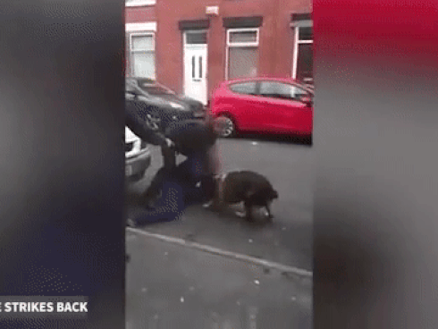 'Nổi da gà' với hình ảnh hàng triệu con muỗi bâu kín trong ô tô-7