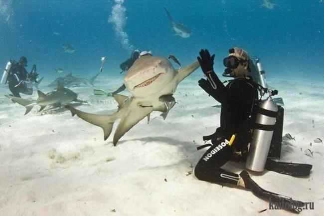 Bạn có đủ bình tĩnh khi bắt gặp những cảnh này-5