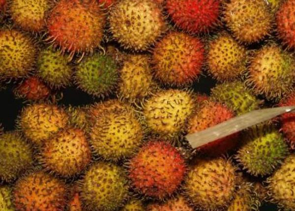 Cách phân biệt chôm chôm chuẩn Việt không phải ai cũng biết-3