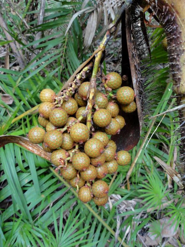 Không thể tin nổi loại quả mọc như cỏ dại ở Việt Nam lại bán 700.000 đồng/1kg ở Nhật-6