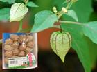 Không thể tin nổi loại quả mọc như cỏ dại ở Việt Nam lại bán 700.000 đồng/1kg ở Nhật