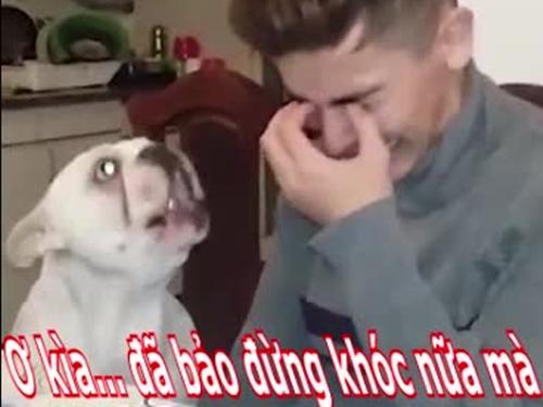Clip hài: Chú chó 'bất lực' dỗ dành cậu chủ