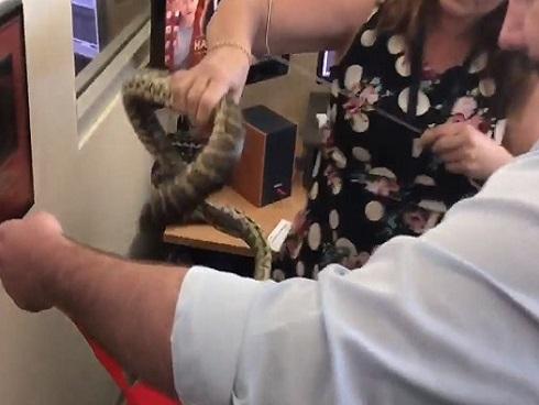 Thấy trăn trốn sau máy tính, 'thánh nữ văn phòng' hành động bất ngờ