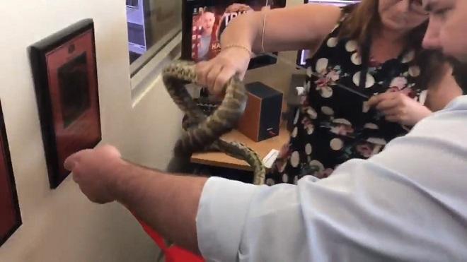 Thấy trăn trốn sau máy tính, 'thánh nữ văn phòng' hành động bất ngờ-1