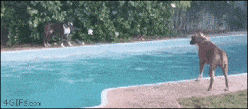 Ảnh động: Những chú chó bá đạo nhất quả đất-5