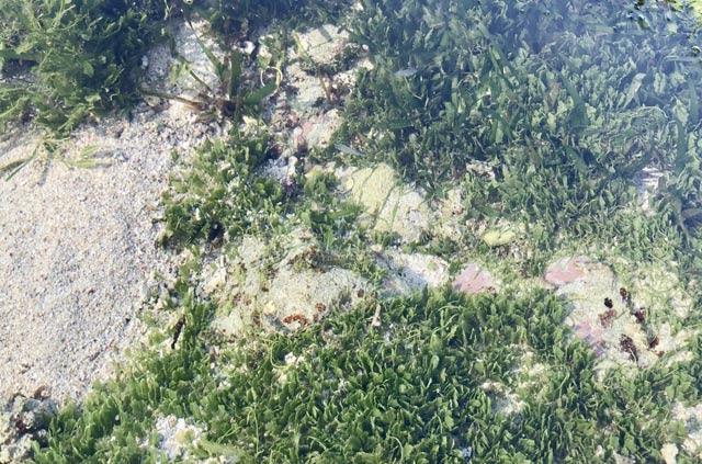 Clip: Du khách Việt thích thú ngắm 'thiên đường' của cá biển Lý Sơn-1