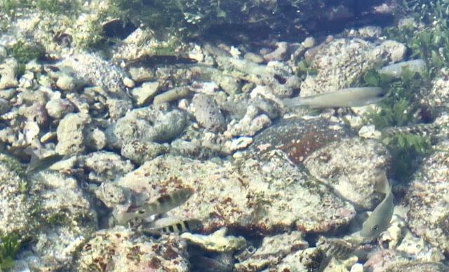 Clip: Du khách Việt thích thú ngắm 'thiên đường' của cá biển Lý Sơn-2