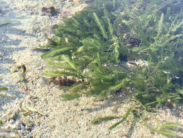 Clip: Du khách Việt thích thú ngắm 'thiên đường' của cá biển Lý Sơn-4