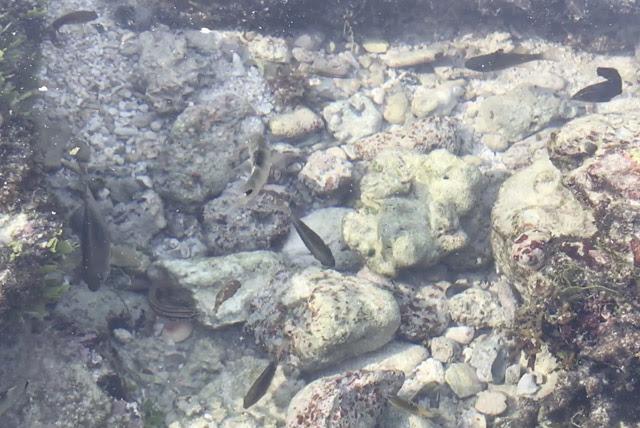 Clip: Du khách Việt thích thú ngắm 'thiên đường' của cá biển Lý Sơn-5