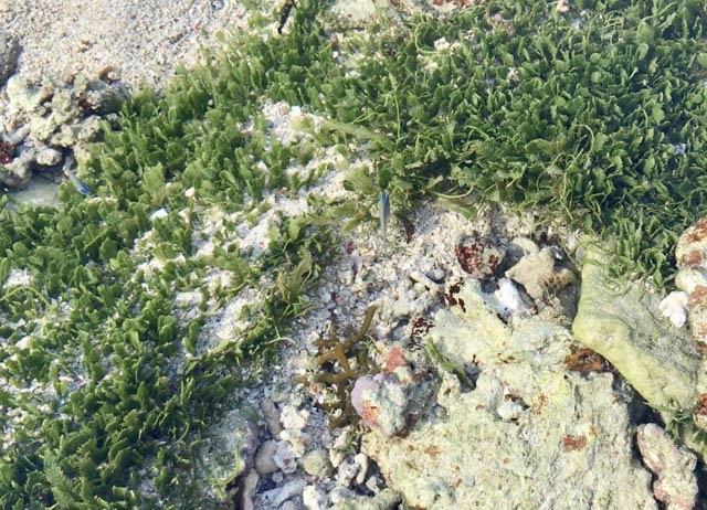 Clip: Du khách Việt thích thú ngắm 'thiên đường' của cá biển Lý Sơn-6